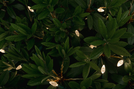 Warm White C6 Mini Lights in bush