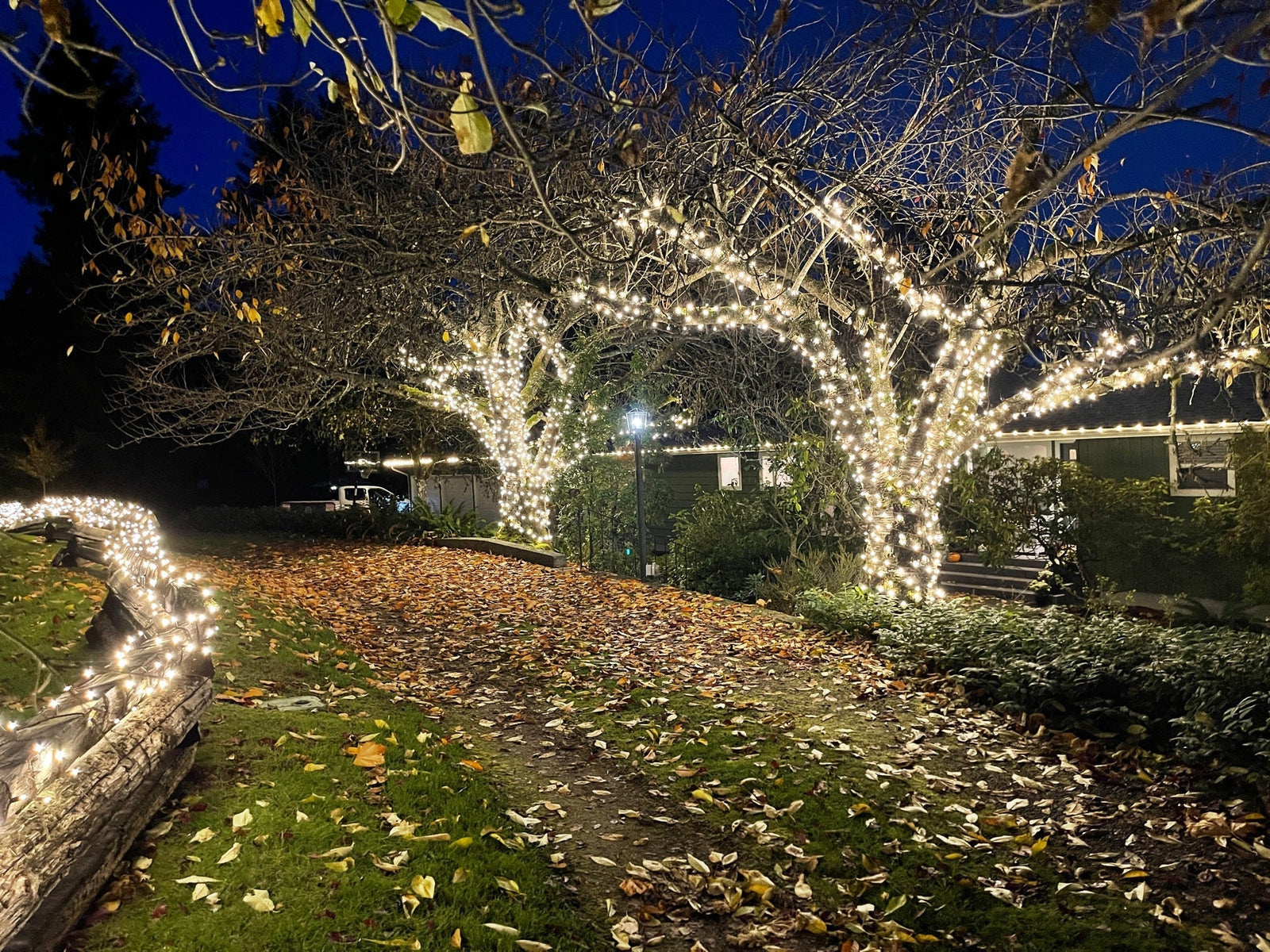Warm white mini lights wrapped around trees